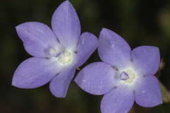 Wahlenbergia fluminalis