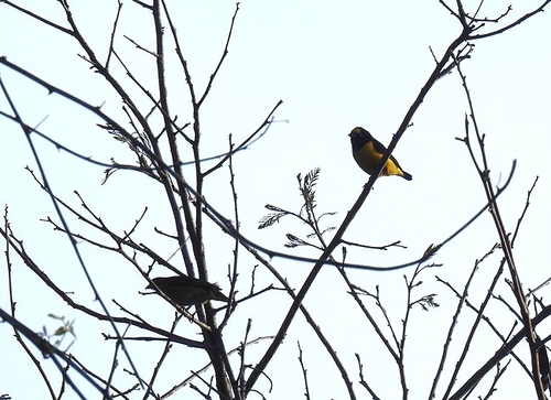 Purple-throated Euphonia