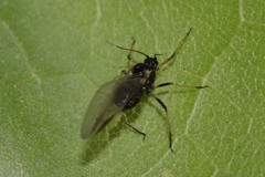 Periphyllus testudinaceus