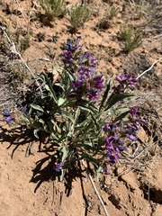 Penstemon breviculus