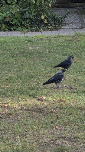 Eurasian Jackdaw