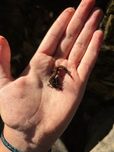 Eastern Red-backed Salamander