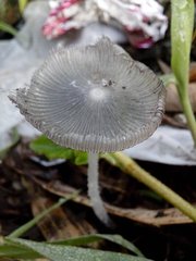 Fungi