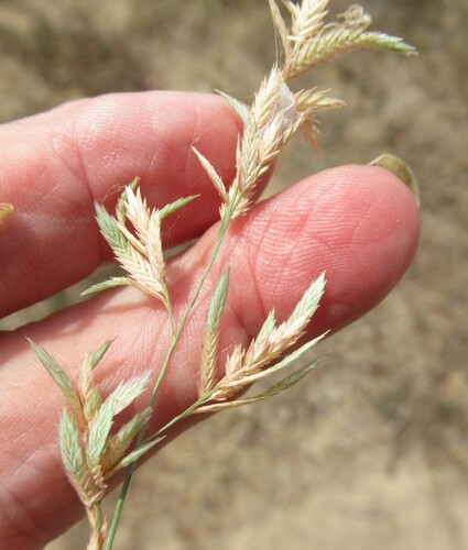 Eragrostis secundiflora, photograph 2
