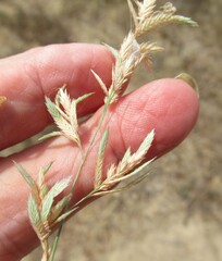Eragrostis secundiflora, photograph (c) Linda Jo Conn, some rights reserved (CC BY)