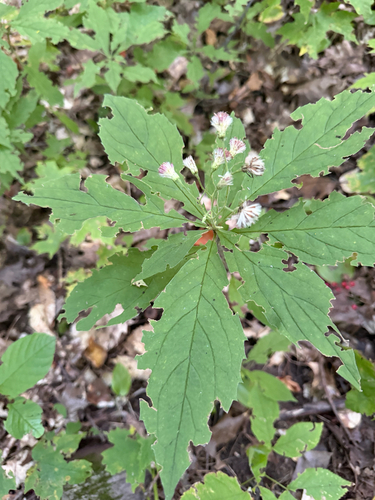 whorled wood aster