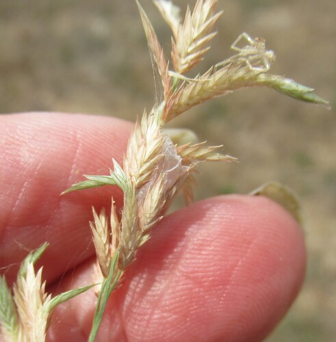 Eragrostis secundiflora