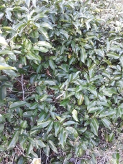 Huberantha nitidissima