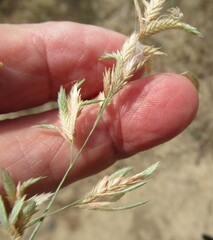 Eragrostis secundiflora, photograph (c) Linda Jo Conn, some rights reserved (CC BY)