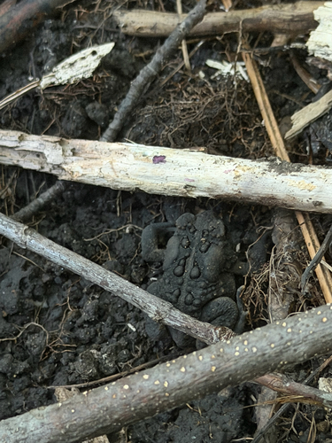 American Toad