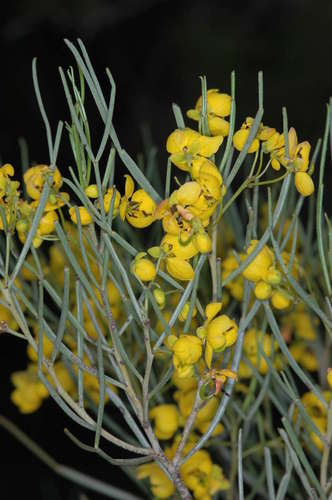 Senna artemisioides