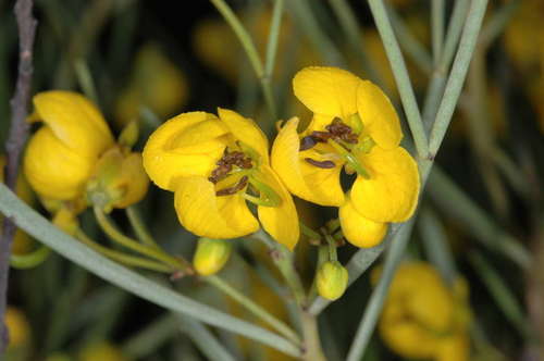 Senna artemisioides