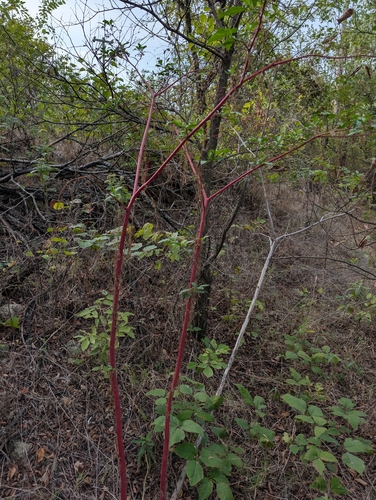 American pokeweed