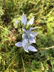 Lomatogonium carinthiacum