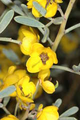 Senna artemisioides coriacea