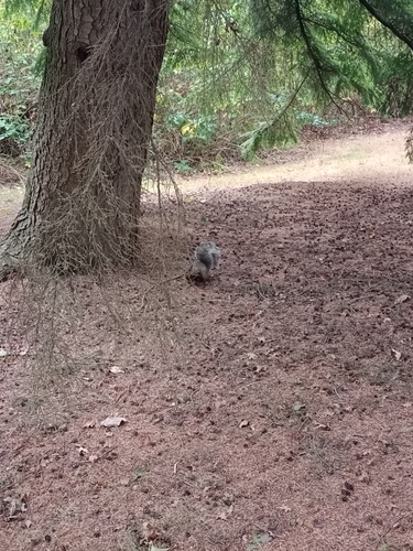 Eastern Gray Squirrel
