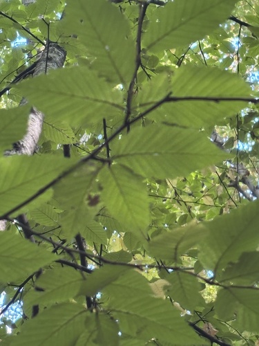 yellow birch