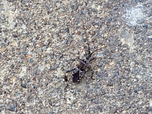 Western Conifer Seed Bug