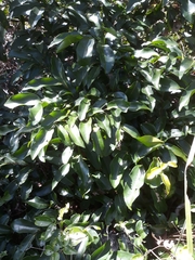 Huberantha nitidissima