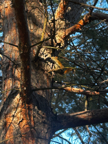 American Red Squirrel