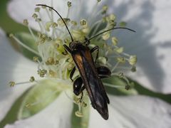 Oedemera pthysica