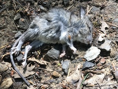 Peromyscus gambelii