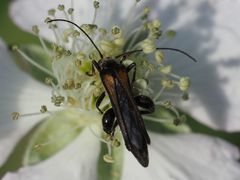 Oedemera pthysica