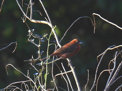 Red-crested Finch