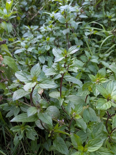 Mentha piperita observed 2026-09-24