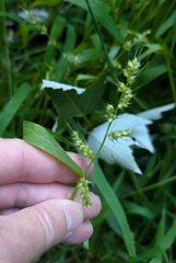 Echinochloa muricata