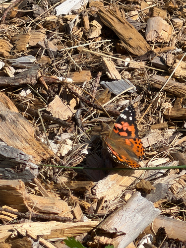 Painted Lady
