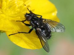 Rhinomorinia sarcophagina