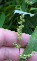 Echinochloa muricata, photograph (c) Alan Prather, some rights reserved (CC BY)