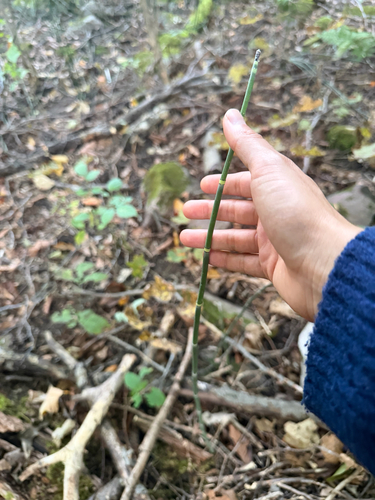 rough horsetail