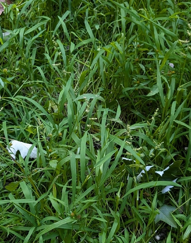 Echinochloa muricata, photograph 3