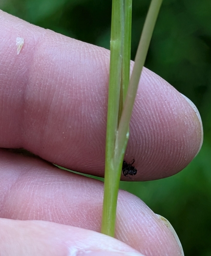 Echinochloa muricata, photograph 4