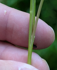Echinochloa muricata, photograph (c) Alan Prather, some rights reserved (CC BY)