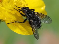 Rhinomorinia sarcophagina