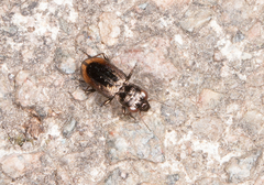 Notiophilus biguttatus