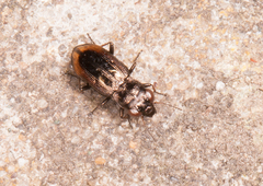 Notiophilus biguttatus