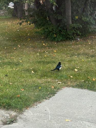 Black-billed Magpie