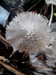 Fungi
