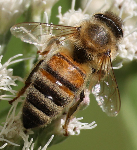 Western Honey Bee