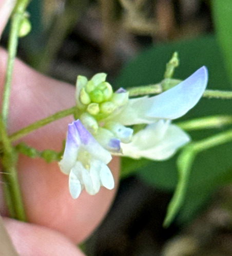 Amphicarpaea bracteata, photograph 3