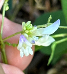 author not stated, no rights reserved Amphicarpaea bracteata, photograph author not stated, no rights reserved