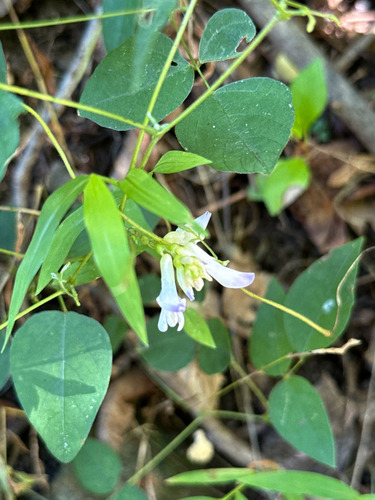 Amphicarpaea bracteata, photograph 2