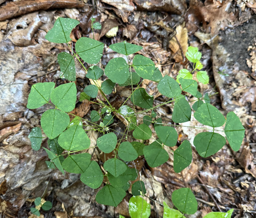 Amphicarpaea bracteata, photograph 1