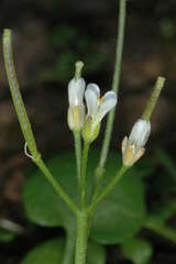 Cardamine papillata