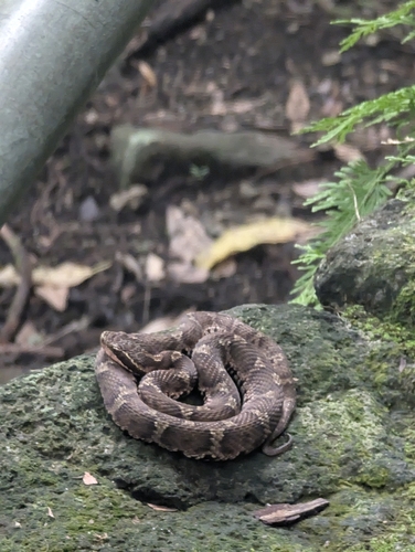 Short-tailed Mamushi