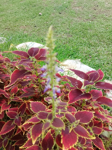 Coleus scutellarioides observed 2026-09-22